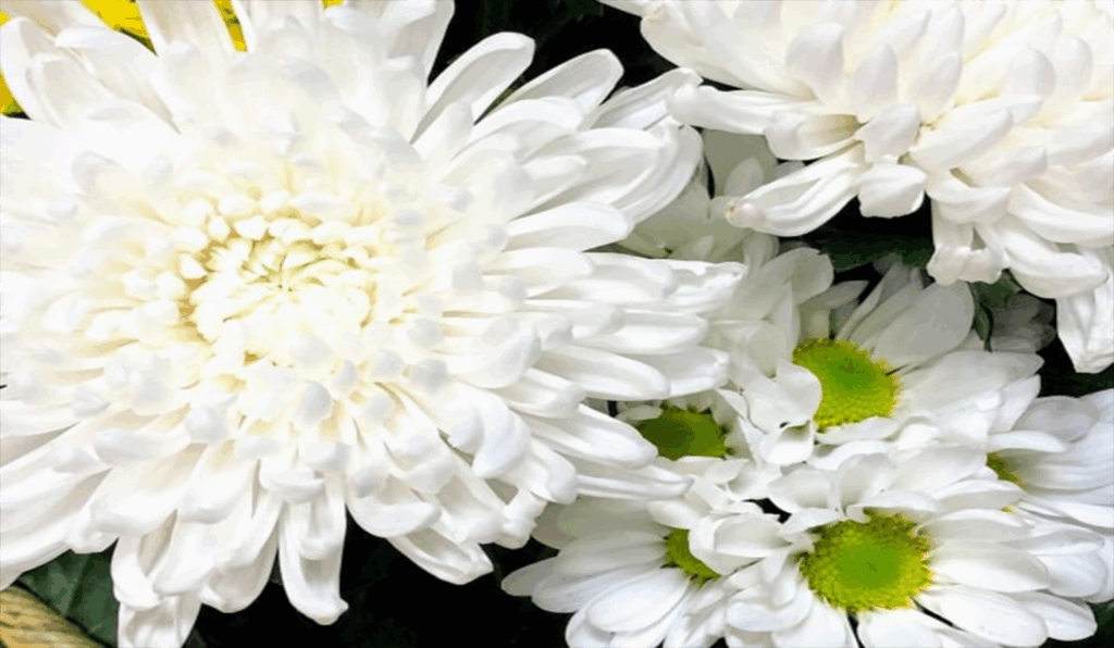 花の画像